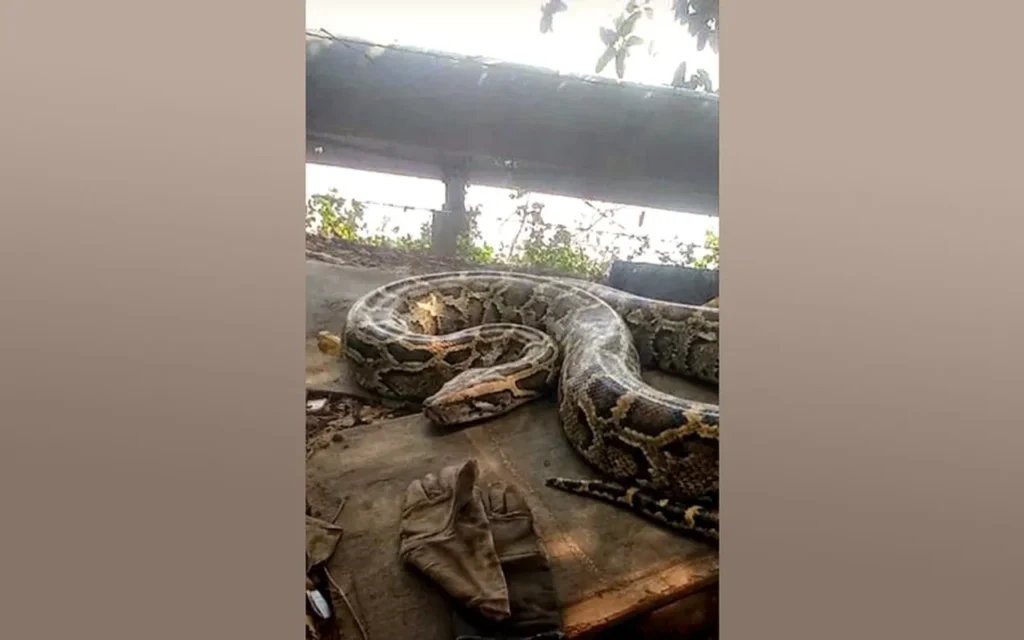 Burmese Python in Paradip