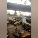 Burmese Python in Paradip