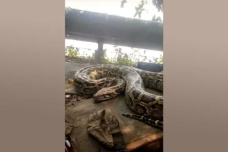 Burmese Python in Paradip